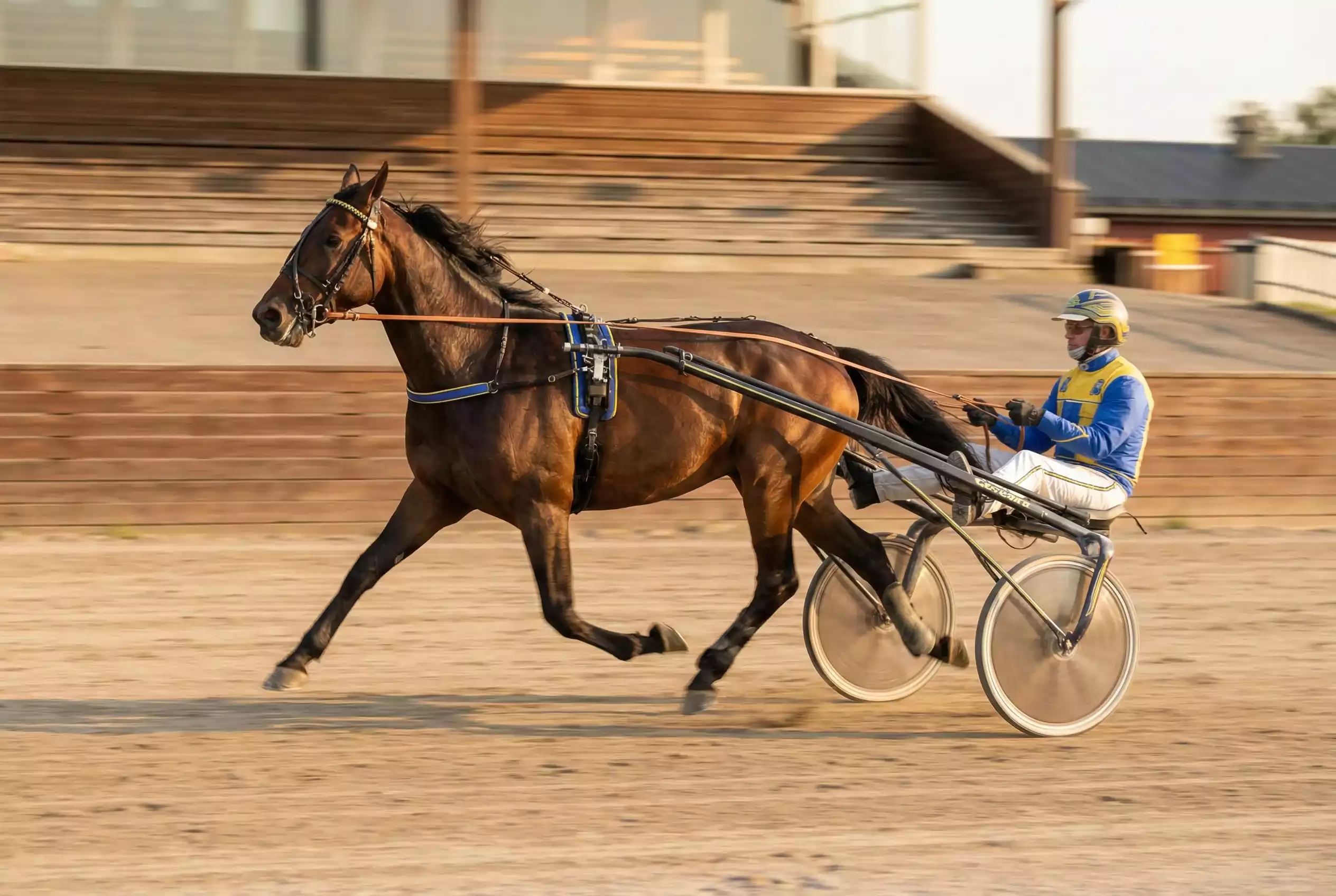 Trabrennen Wetten – Traber mit Sulky im vollen Galopp auf einer Trabrennbahn